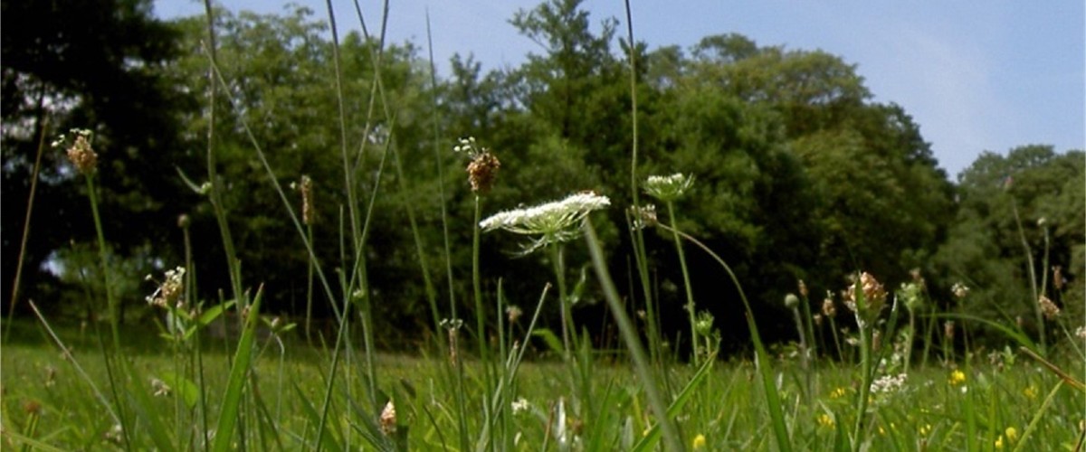 Blumenwiese mit Bäumen im Hintergrund