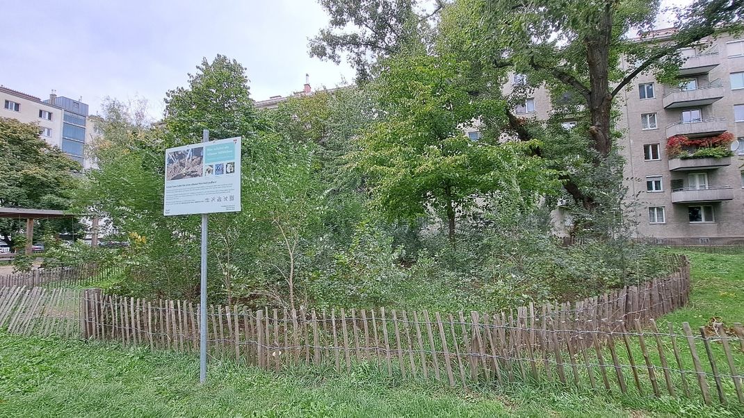 Overgroan patch of land in front of a 1960s municipal housing block.
