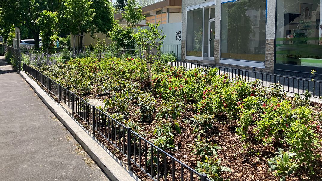 A newly planted green space, bordered by a low metal fence, in front of a building with shop windows on the ground floor.