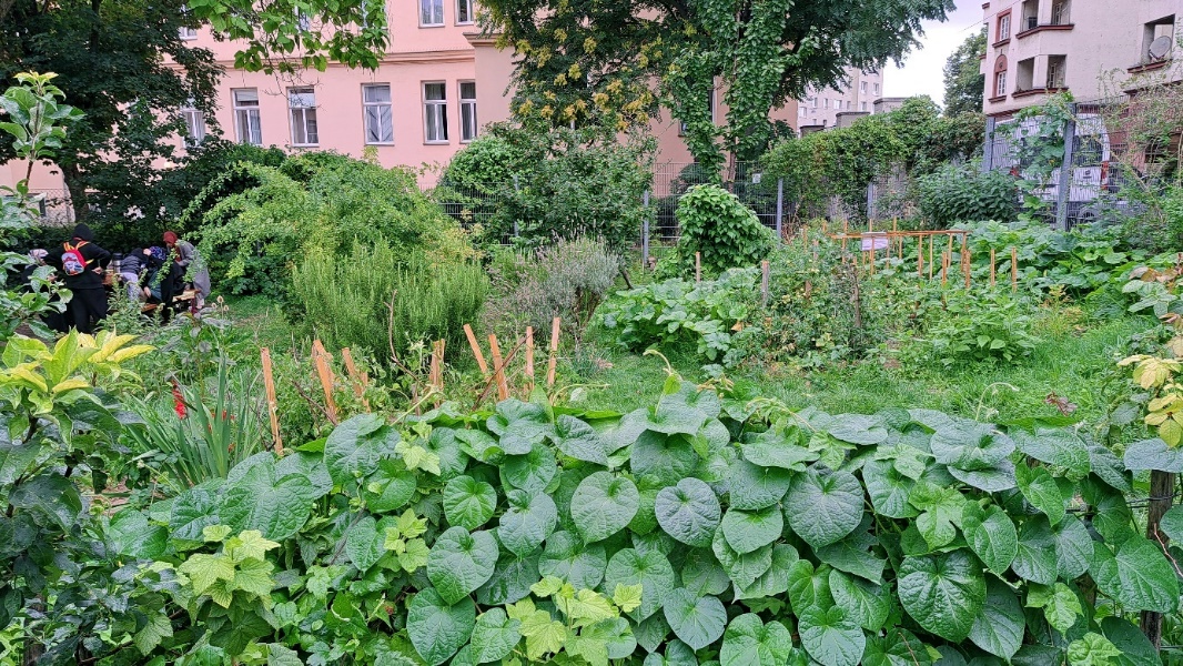 Lush vegetable plants of various kinds in a community garden, with trees and apartment blocks in the background.
