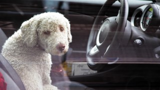Hund blickt aus einem geschlossenen Auto heraus