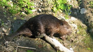 Beaver on the shore