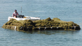 Boot transportiert abgeschnittene Unterwasserpflanzen ab.