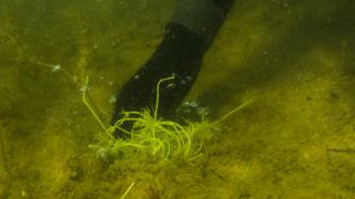 A diver planting an underwater plant
