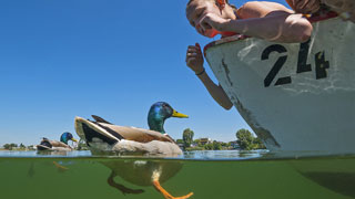 Ente und Kind in einem Boot auf der Alten Donau Über- und Unterwasser