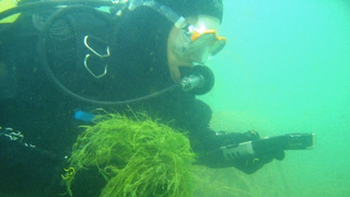 diver experimenting with underwater plants