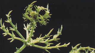 close-up of a stonewort - underwater plant