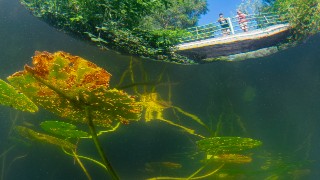 underwater plant