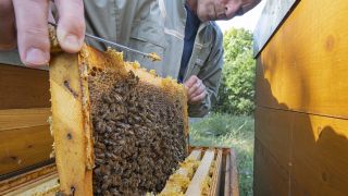 Imker nimmt Honigwaben aus dem Bienenstock heraus