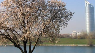 Blhender Kirschbaum, im Hintergrund Wasser und ein Wolkenkratzer