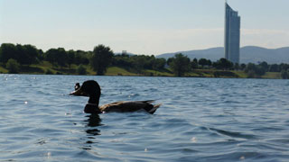 Ente schwimmt in der blauen Donau