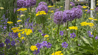 Blumenbeet mit gelben und violetten Blumen