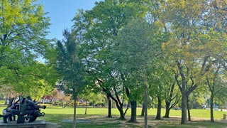 Bäume und Denkmal in einem Park