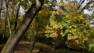Große Bäume mit buntem Herbstlaub