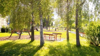 Wiese in einem Park mit Bäumen