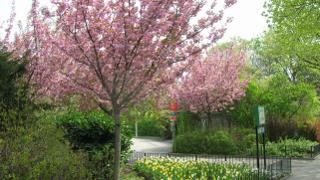 Blühende Kirschbäume in einem Park