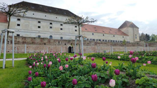 Tulpenbeet, im Hintergrund ein Schloss
