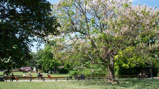 Blühender Baum in einem Park