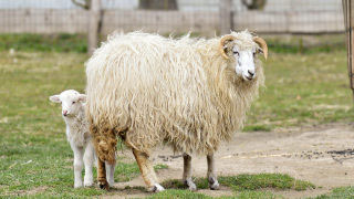 Schaf mit seinem Lamm