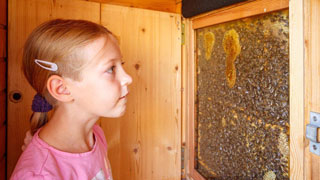 Mädchen betrachtet Honigwaben von Bienen