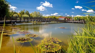 Teich mit Seerosen, im Hintergrund eine Brücke