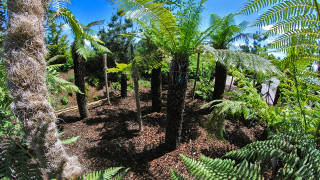 Palmen inmitten von urzeitlicher Vegetation
