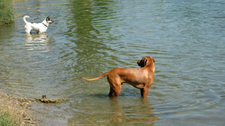 zwei Hunde im Wasser