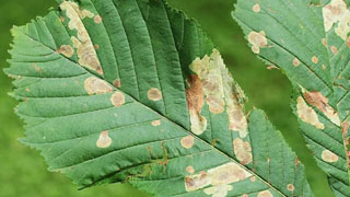 Blätter mit Spuren von Schädlingen