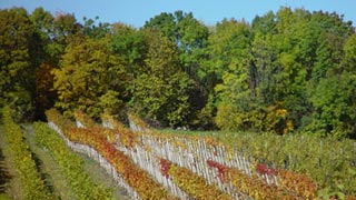 Weingarten und Wald