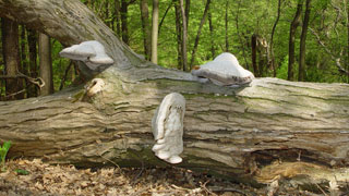 Ein liegender Baumstamm mit Schwamm-/Pilzbefall