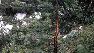 Ein Baum mit einem Fegeschaden, verursacht durch einen Rehbock.