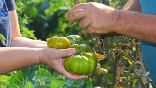 2 Paar Hände, die grüne Tomaten halten