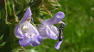 Salbeiblüte mit Biene