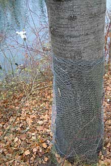 Schutz eines Baumes vor Biberverbiss mit einem Drahtgitter