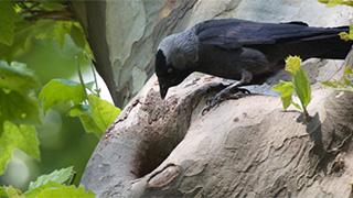 Schwarzer Vogel auf Baumstamm