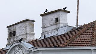 Schwarze Vögel auf Altbau-Dächern