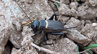 Schwarzes Insekt mit Fühlern und Springbeinen