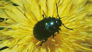 Käfer auf gelber Blume