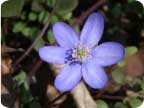 Leberblmchen (Hepatica nobilis); eine geschtze Pflanze. Es blht noch vor dem Laubaustrieb der Bume in unterschiedlichen Blautnen und hat markant dreilappige Bltter. Es kommt in Edellaubwldern vor und ist ein wichtiger Pollenspender