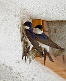 Mehlschwalben-Pärchen beim Nestbau an einer Fassade neben einem Kunstnest