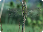 Blaugrne Mosaikjungfer - eine unserer grten Libellen, Krpergre bis 80 Millimeter, kommt auch an Gartenteichen vor.