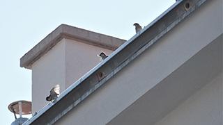 Haussperlinge auf einem Dach mit Ersatz-Nistmöglichkeiten