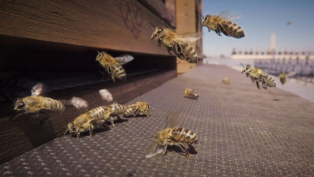 Bienen auf dem Rathausdach