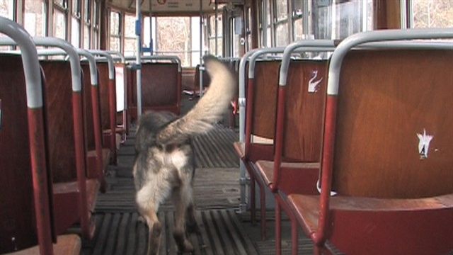 Polizeihunde trainieren in der Straßenbahn