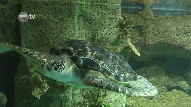 Bürgermeister übernimmt Patenschaft für Meeresschildkröte
