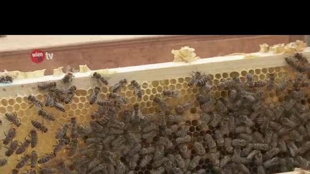 Varroa-Milbe bedroht Bienenbestand