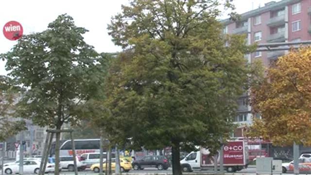 Wiener Stadtgärten erneuern Bäume in der Stadt