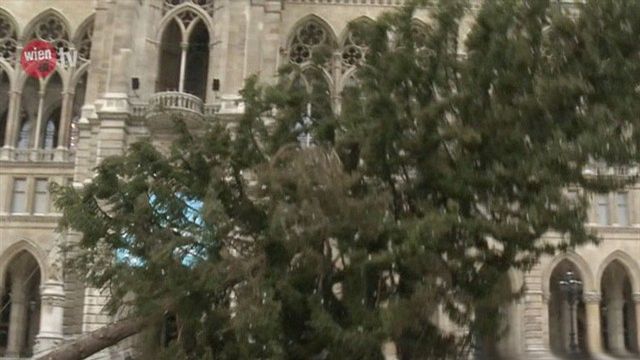 Baum fällt am Rathausplatz