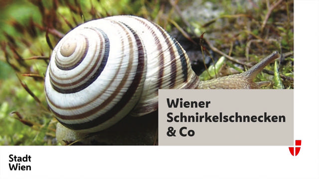 Wiener Schnirkelschnecke & Co.