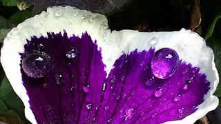 Nahaufnahme von Wassertropfen auf einer violetten Blumenblte mit weiem Rand